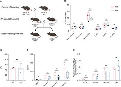 FES null mice demonstrate a reduction in neutrophil dependent pancreatic cancer metastatic burden